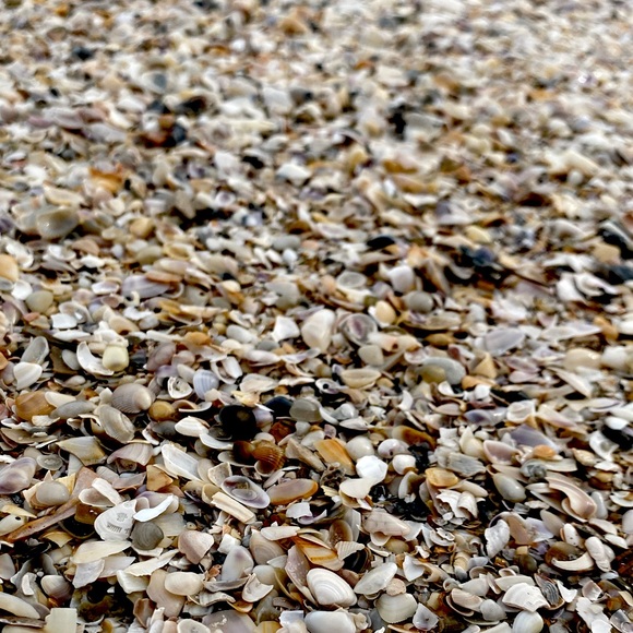 Meet your Posher, Bambi. We are a nonsmoking home with well loved pets. - Picture 1 of 2